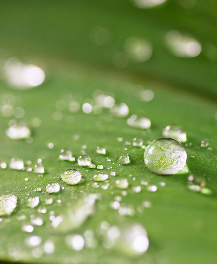 Effekt Lotosblatt Duschplatte